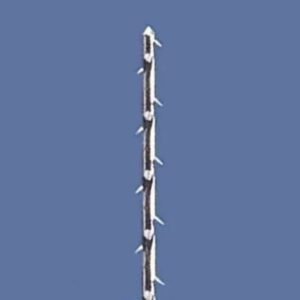 F52e03acad1d4951a short Barbed 1 1 - SkyMedIdent
