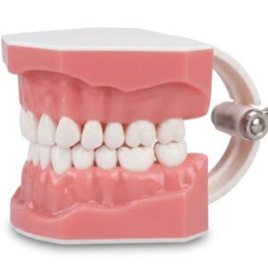 Unique dents brushing patient education model 07 05 2026 497f761e 1 - SkyMedIdent